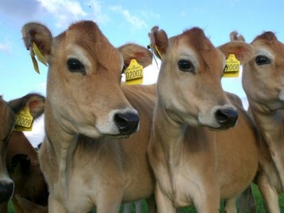 Young jersey cows crowding the camera, looking in the same direction.