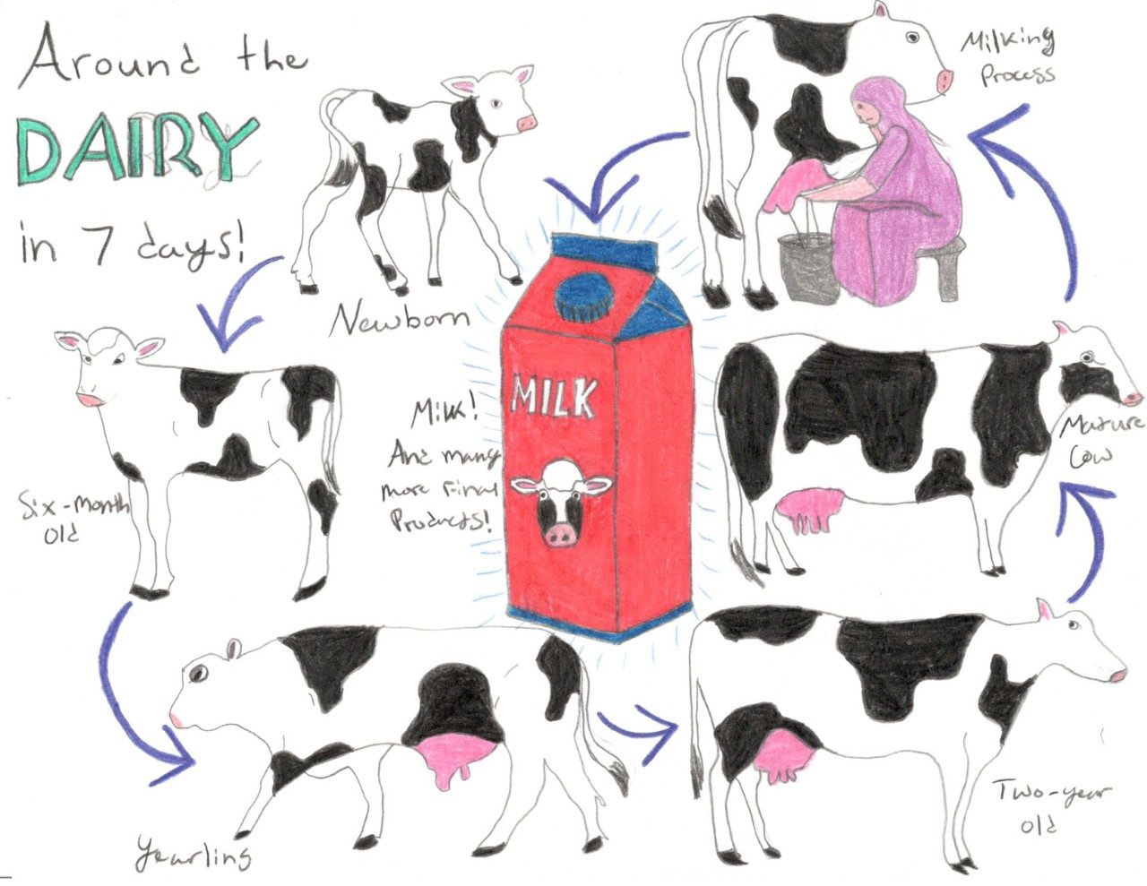 2023 June Dairy Month Poster Contest. Around the Dairy in 7 Days. Ariel Matthews, Shenandoah County, Senior Division. First Place.
