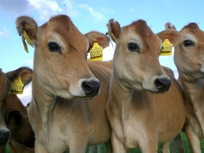Young jersey cows crowding the camera, looking in the same direction.